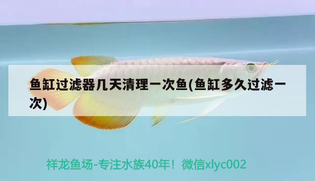 魚缸過濾器幾天清理一次魚(魚缸多久過濾一次)