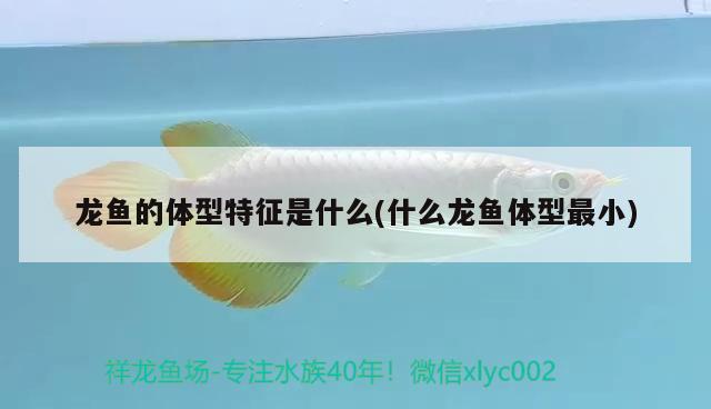 龍魚(yú)的體型特征是什么(什么龍魚(yú)體型最小) 黃金眼鏡蛇雷龍魚(yú)