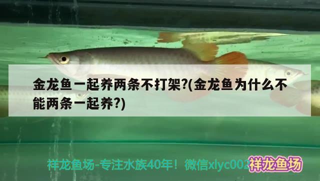 金龍魚(yú)一起養(yǎng)兩條不打架？(金龍魚(yú)為什么不能兩條一起養(yǎng)？) 招財(cái)戰(zhàn)船魚(yú)