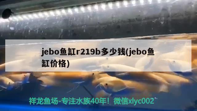 jebo魚缸r219b多少錢(jebo魚缸價格) 其他益生菌