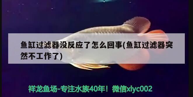 魚(yú)缸過(guò)濾器沒(méi)反應(yīng)了怎么回事(魚(yú)缸過(guò)濾器突然不工作了) 狗仔招財(cái)貓魚(yú)