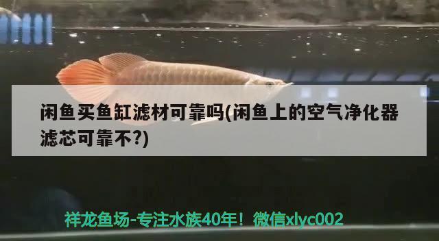 閑魚買魚缸濾材可靠嗎(閑魚上的空氣凈化器濾芯可靠不？) 白子黑帝王魟魚