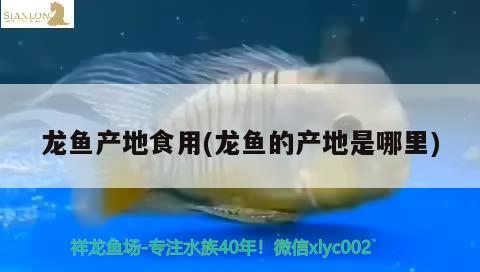 龍魚產(chǎn)地食用(龍魚的產(chǎn)地是哪里)