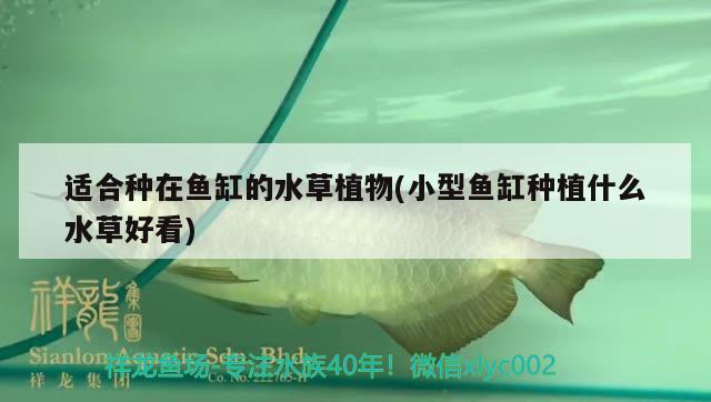 適合種在魚缸的水草植物(小型魚缸種植什么水草好看)