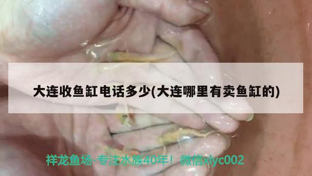 大連收魚缸電話多少(大連哪里有賣魚缸的) 黑影道人魚