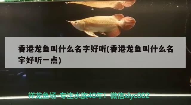 香港龍魚叫什么名字好聽(香港龍魚叫什么名字好聽一點(diǎn)) 祥龍傳奇品牌魚缸