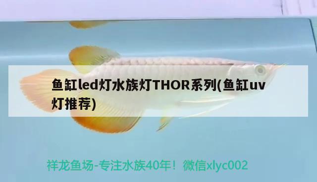 魚缸led燈水族燈THOR系列(魚缸u(yù)v燈推薦) 廣州觀賞魚批發(fā)市場