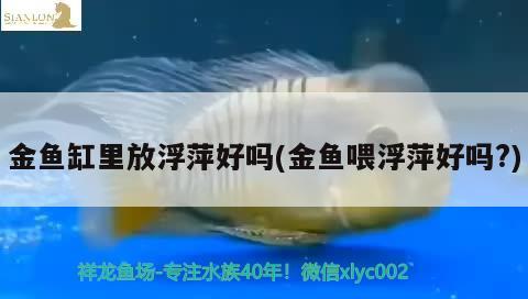 金魚(yú)缸里放浮萍好嗎(金魚(yú)喂浮萍好嗎？)