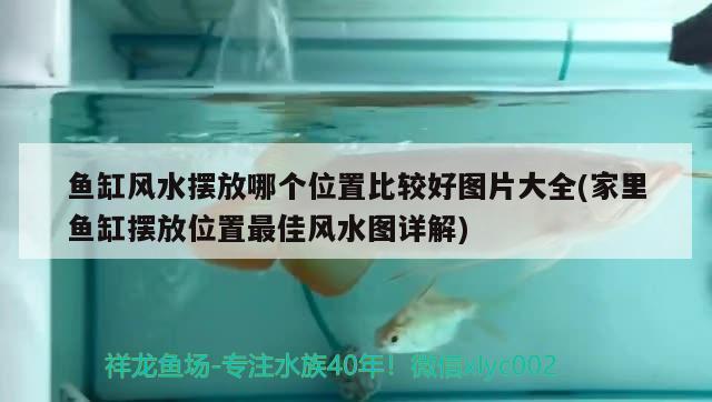 魚缸風水擺放哪個位置比較好圖片大全(家里魚缸擺放位置最佳風水圖詳解)