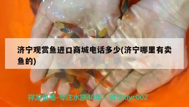 濟寧觀賞魚進口商城電話多少(濟寧哪里有賣魚的) 觀賞魚進出口