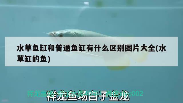 水草魚(yú)缸和普通魚(yú)缸有什么區(qū)別圖片大全(水草缸的魚(yú)) 水草