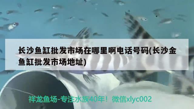 長沙魚缸批發(fā)市場在哪里啊電話號碼(長沙金魚缸批發(fā)市場地址)