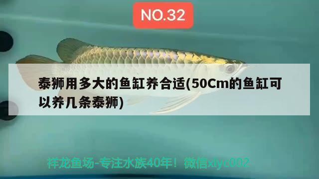 泰獅用多大的魚(yú)缸養(yǎng)合適(50Cm的魚(yú)缸可以養(yǎng)幾條泰獅)