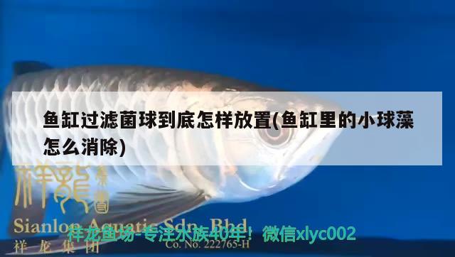 魚缸過濾菌球到底怎樣放置(魚缸里的小球藻怎么消除)