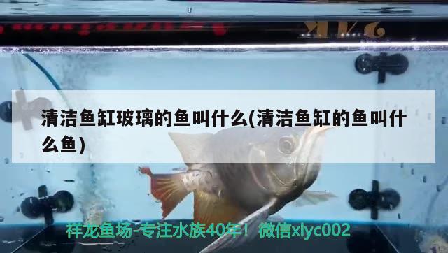 清潔魚缸玻璃的魚叫什么(清潔魚缸的魚叫什么魚)