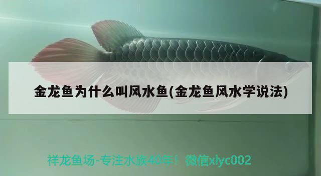 金龍魚為什么叫風水魚(金龍魚風水學說法)