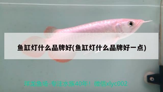 魚缸燈什么品牌好(魚缸燈什么品牌好一點) 觀賞魚魚苗