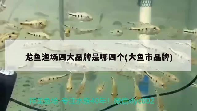 龍魚漁場四大品牌是哪四個(大魚市品牌) 杰西卡恐龍魚