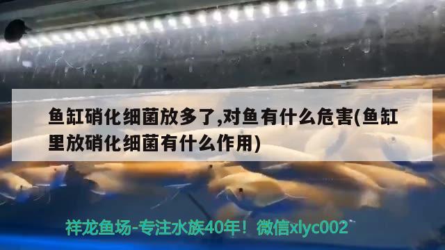 魚缸硝化細(xì)菌放多了,對(duì)魚有什么危害(魚缸里放硝化細(xì)菌有什么作用) 硝化細(xì)菌