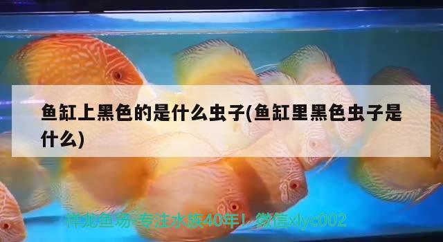 魚缸上黑色的是什么蟲子(魚缸里黑色蟲子是什么)