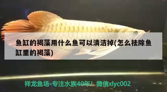 魚缸的褐藻用什么魚可以清潔掉(怎么祛除魚缸里的褐藻) 紅尾平克魚