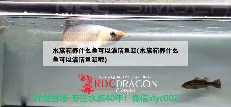 水族箱養(yǎng)什么魚(yú)可以清潔魚(yú)缸(水族箱養(yǎng)什么魚(yú)可以清潔魚(yú)缸呢) 魚(yú)缸/水族箱