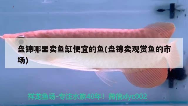 盤錦哪里賣魚缸便宜的魚(盤錦賣觀賞魚的市場) 元寶鳳凰魚