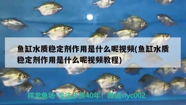 魚(yú)缸水質(zhì)穩(wěn)定劑作用是什么呢視頻(魚(yú)缸水質(zhì)穩(wěn)定劑作用是什么呢視頻教程) 泰國(guó)斗魚(yú)