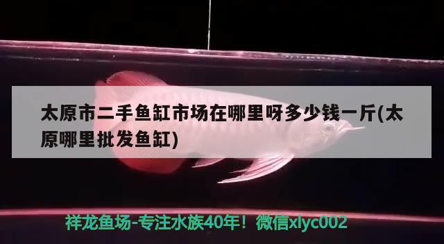 太原市二手魚缸市場在哪里呀多少錢一斤(太原哪里批發(fā)魚缸) 紅勾銀版魚