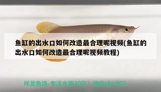 魚缸的出水口如何改造最合理呢視頻(魚缸的出水口如何改造最合理呢視頻教程)