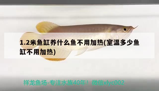 1.2米魚缸養(yǎng)什么魚不用加熱(室溫多少魚缸不用加熱) 海水魚（海水魚批發(fā)） 第1張