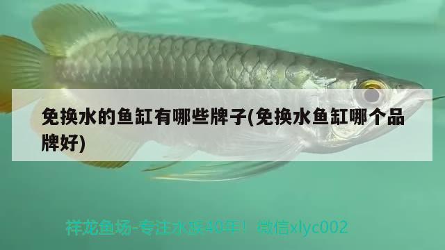 免換水的魚(yú)缸有哪些牌子(免換水魚(yú)缸哪個(gè)品牌好) 水族品牌