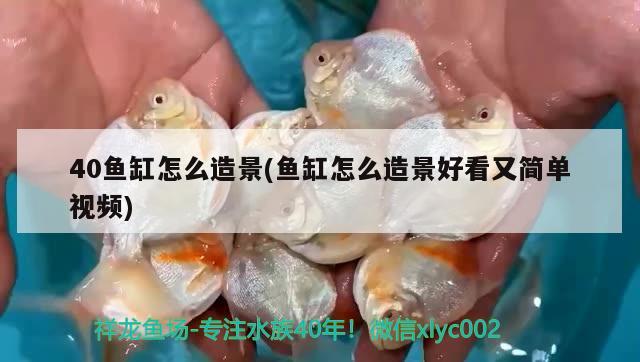 40魚(yú)缸怎么造景(魚(yú)缸怎么造景好看又簡(jiǎn)單視頻) 速倍妥魚(yú)糧魚(yú)藥