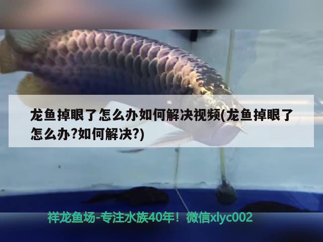 龍魚掉眼了怎么辦如何解決視頻(龍魚掉眼了怎么辦?如何解決?) 非洲象鼻魚