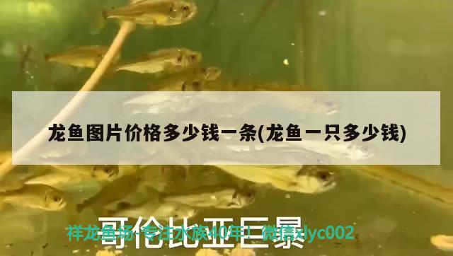 龍魚圖片價格多少錢一條(龍魚一只多少錢)