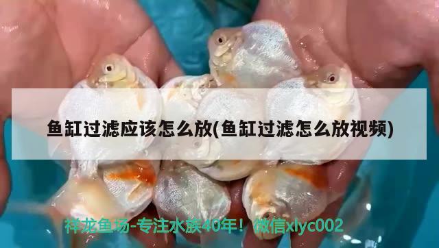 魚缸過(guò)濾應(yīng)該怎么放(魚缸過(guò)濾怎么放視頻)