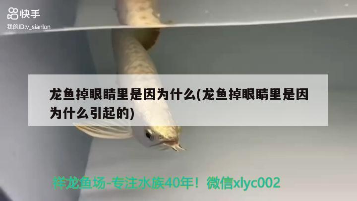 龍魚(yú)掉眼睛里是因?yàn)槭裁?龍魚(yú)掉眼睛里是因?yàn)槭裁匆鸬? 稀有紅龍品種