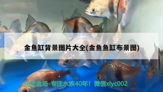 金魚缸背景圖片大全(金魚魚缸布景圖) 潛水艇魚