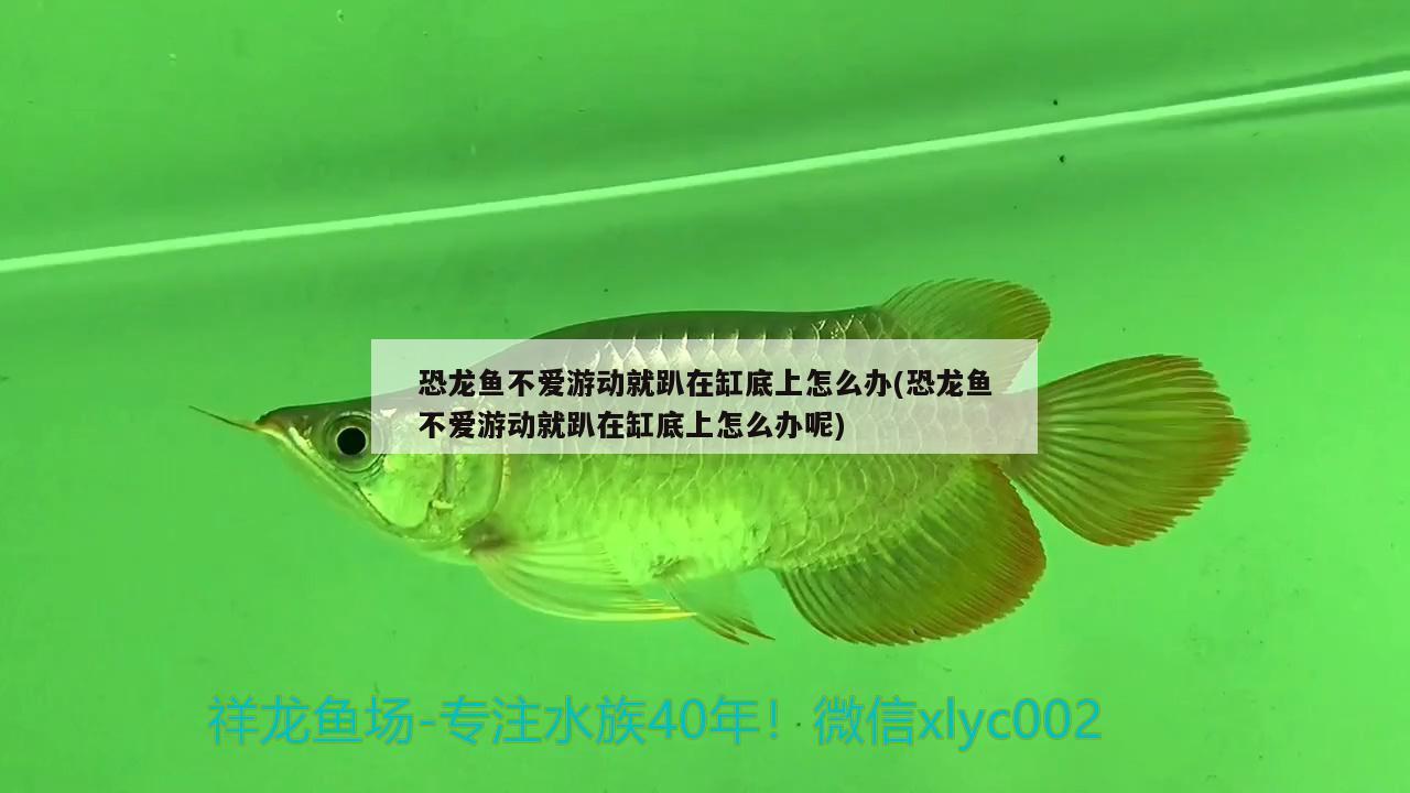 恐龍魚不愛游動(dòng)就趴在缸底上怎么辦(恐龍魚不愛游動(dòng)就趴在缸底上怎么辦呢)