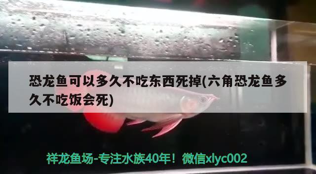 恐龍魚可以多久不吃東西死掉(六角恐龍魚多久不吃飯會死)