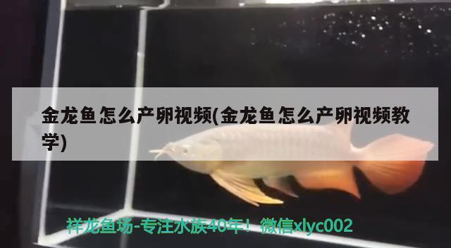 金龍魚怎么產(chǎn)卵視頻(金龍魚怎么產(chǎn)卵視頻教學(xué)) 蘇虎