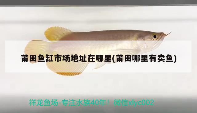 莆田魚缸市場地址在哪里(莆田哪里有賣魚) 綠皮皇冠豹魚