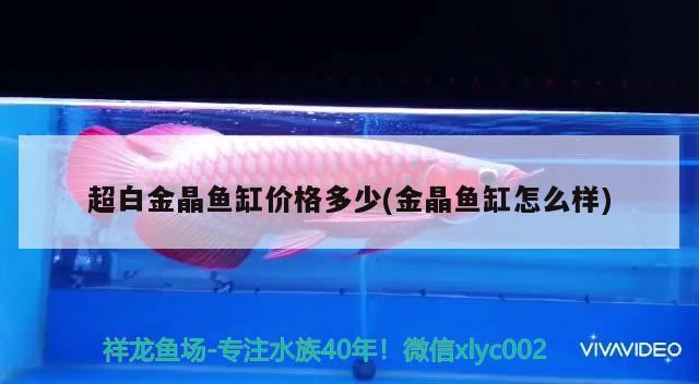 超白金晶魚缸價格多少(金晶魚缸怎么樣)