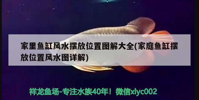 家里魚缸風(fēng)水?dāng)[放位置圖解大全(家庭魚缸擺放位置風(fēng)水圖詳解)