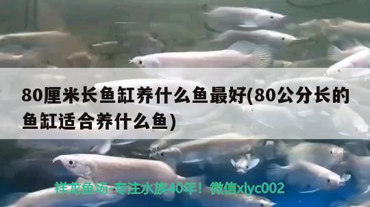 80厘米長魚缸養(yǎng)什么魚最好(80公分長的魚缸適合養(yǎng)什么魚)