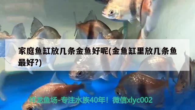 家庭魚(yú)缸放幾條金魚(yú)好呢(金魚(yú)缸里放幾條魚(yú)最好？) 賽級(jí)紅龍魚(yú)