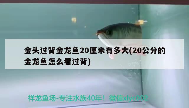 金頭過(guò)背金龍魚(yú)20厘米有多大(20公分的金龍魚(yú)怎么看過(guò)背)