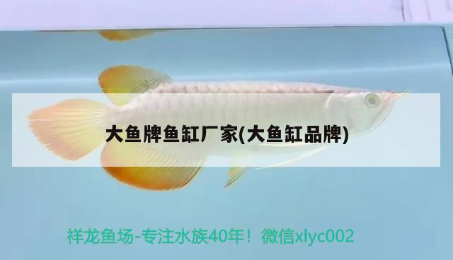 大魚牌魚缸廠家(大魚缸品牌) 檸檬鯽