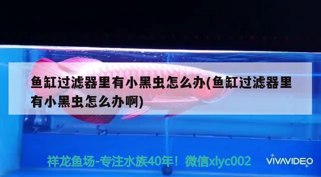 魚(yú)缸過(guò)濾器里有小黑蟲(chóng)怎么辦(魚(yú)缸過(guò)濾器里有小黑蟲(chóng)怎么辦啊) 七紋巨鯉魚(yú)