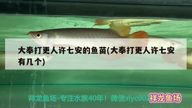 大奉打更人許七安的魚苗(大奉打更人許七安有幾個(gè)) 胭脂孔雀龍魚